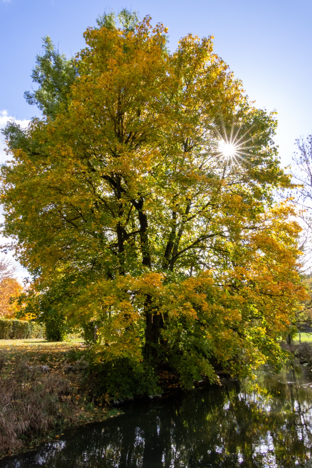 Gelbgrüner Herbstbaum am Wasser mit einem Sonnenstern zwischen den Zweigen, zwischen Gammertingen und Bronnen