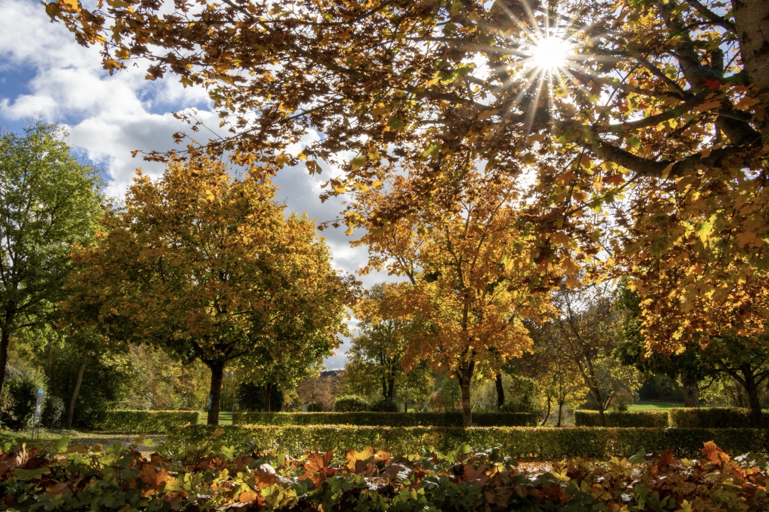 Sonnenstrahlen brechen durch orangegoldenes Laub über Hecken und herbstlichen Bäumen