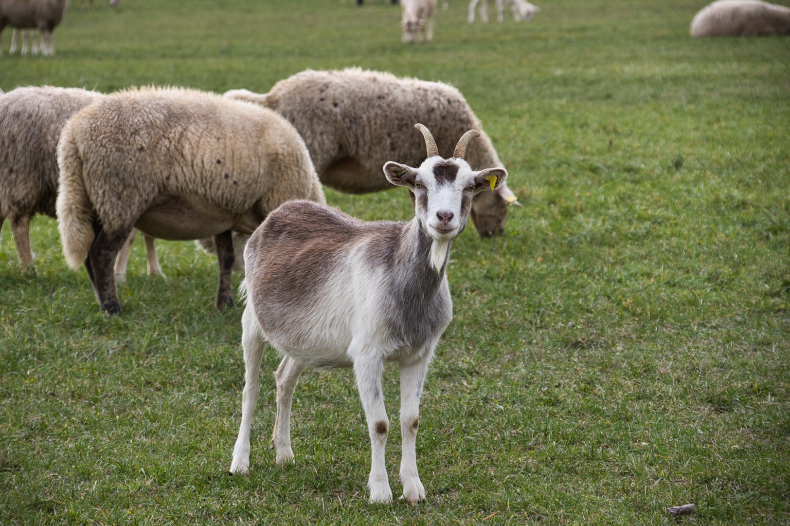 Weißbraune Ziege blickt zur Kamera, dahinter grasen Schafe auf einer Wiese