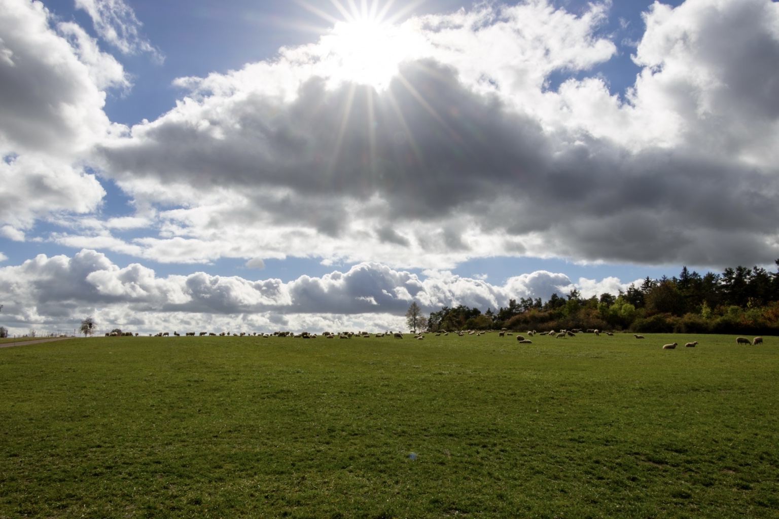 Schafherde auf einer grünen Weide bei Hayingen unter Wolken und strahlender Sonne