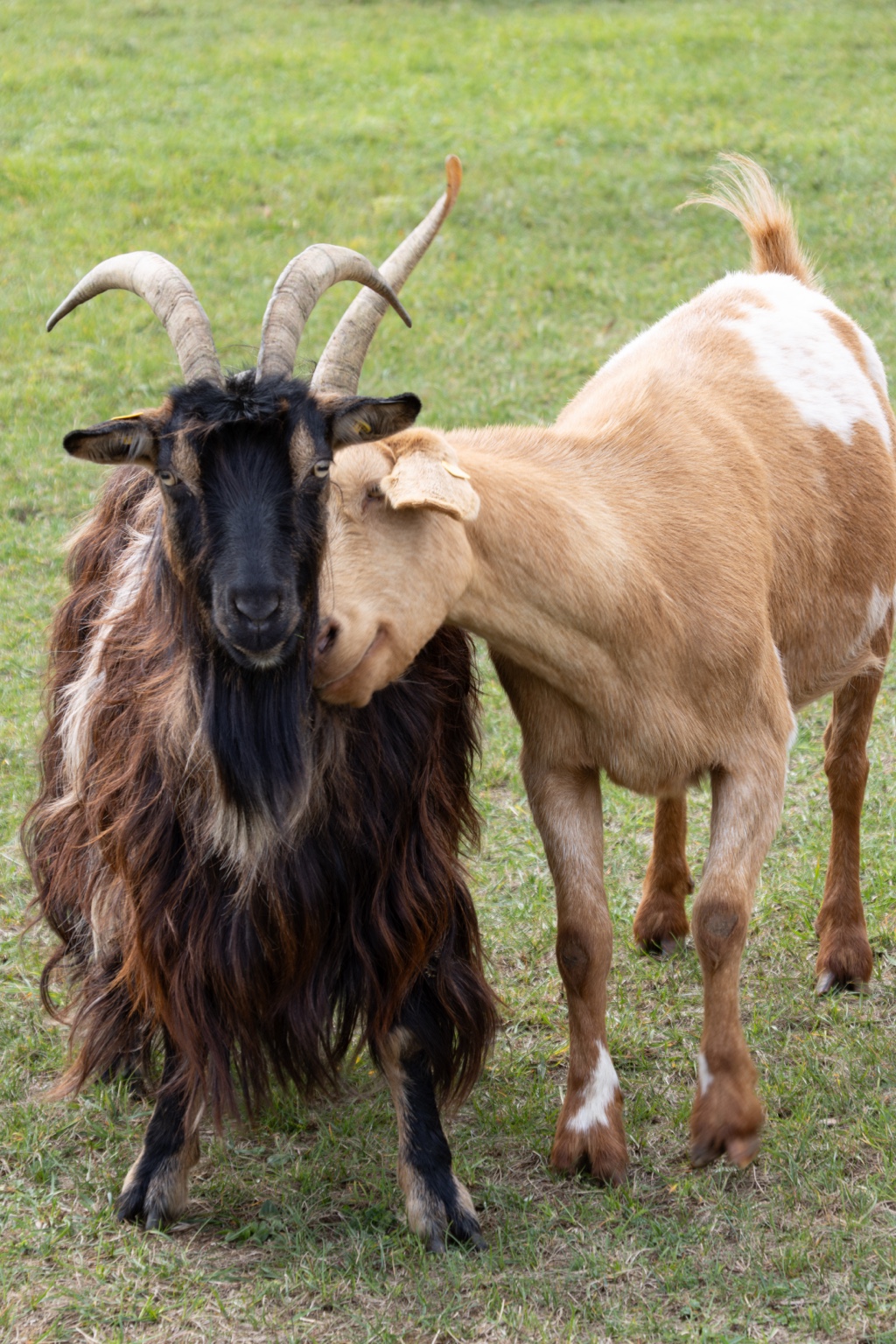 Eine helle Ziege hält ihren Kopf an den Hals einer dunkelhaarigen Ziege