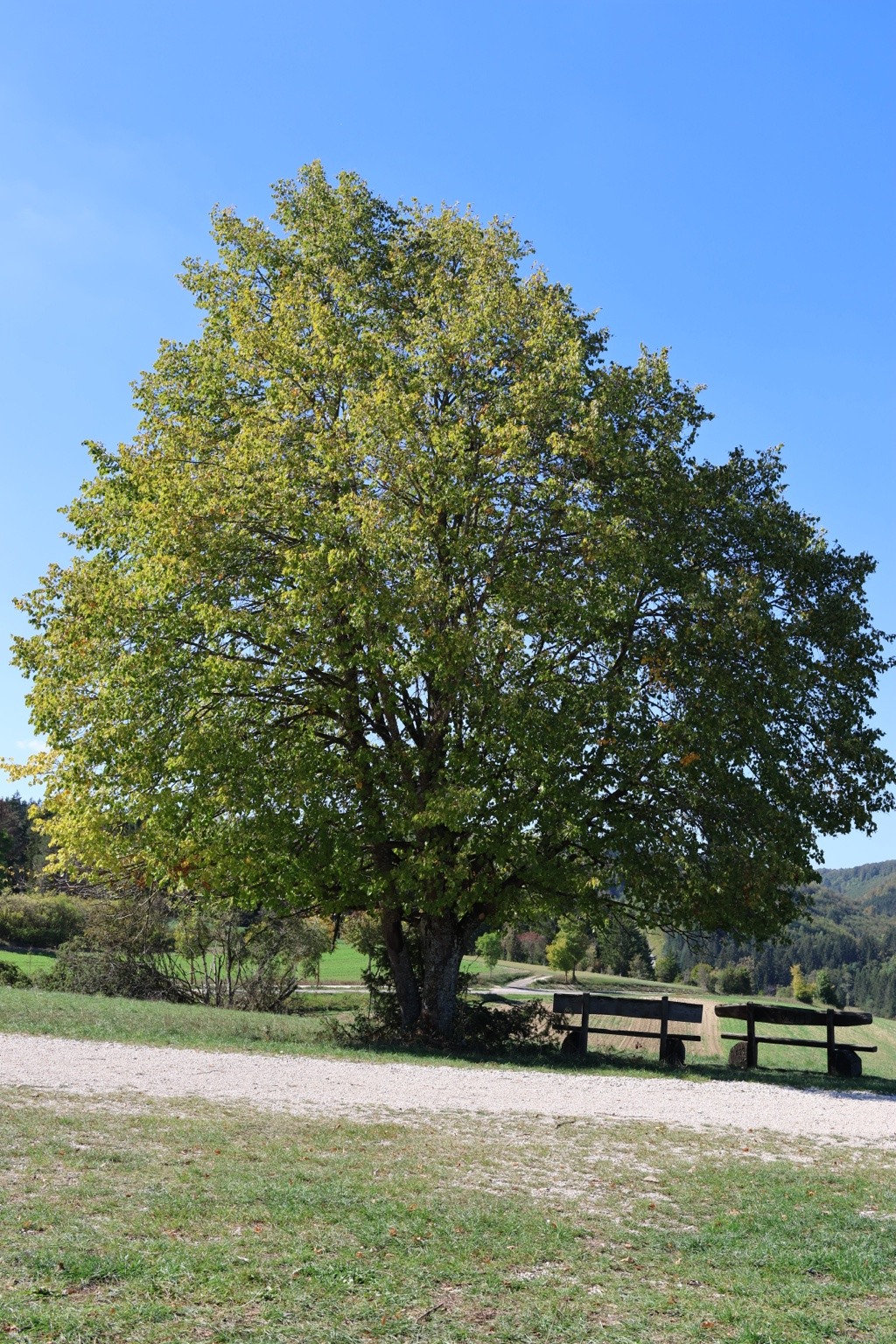 Großer Laubbaum neben einer Sitzgruppe am Weg unter blauem Himmel
