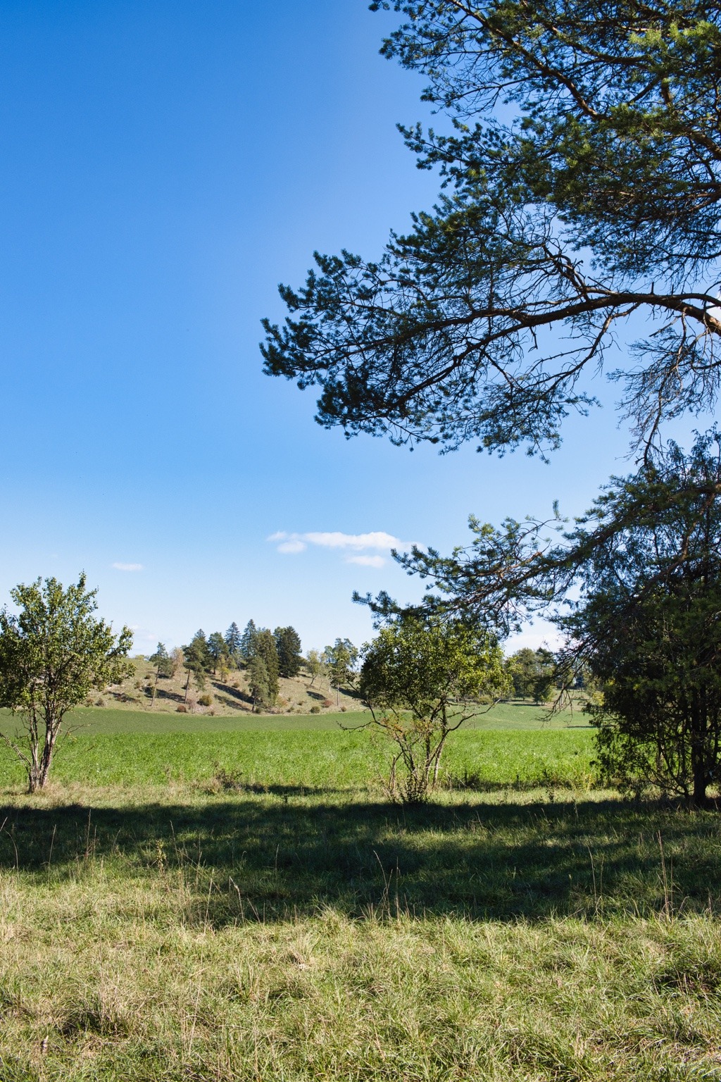 Blick unter Kiefernästen über eine schattige Wiese in die offene Landschaft