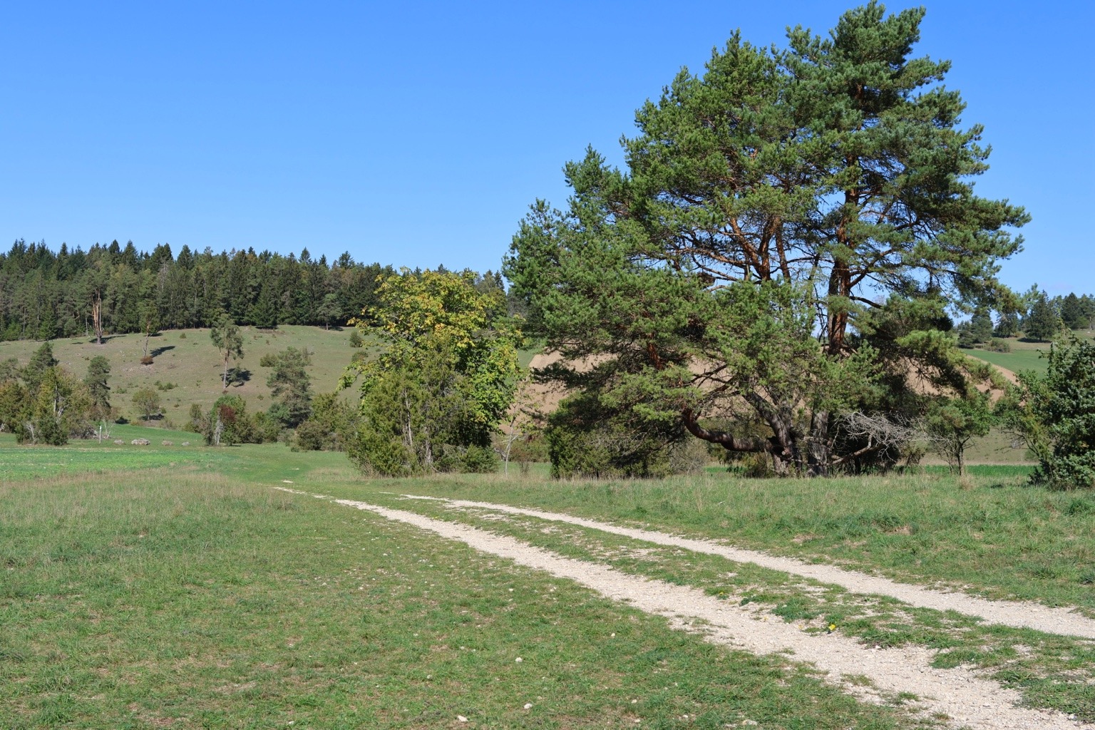 Heller zweispuriger Weg durch die Wiese neben einer ausladenden Kiefer