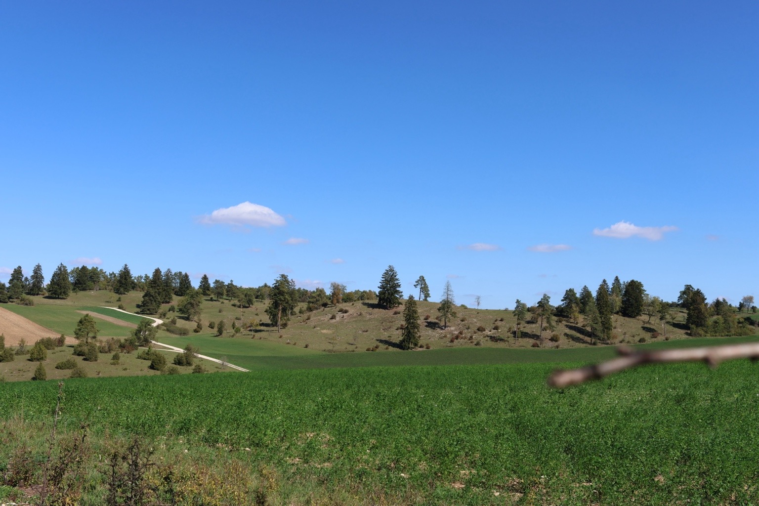 Grüne Wiese und offene Heidelandschaft unter blauem Himmel mit kleinen Wolken