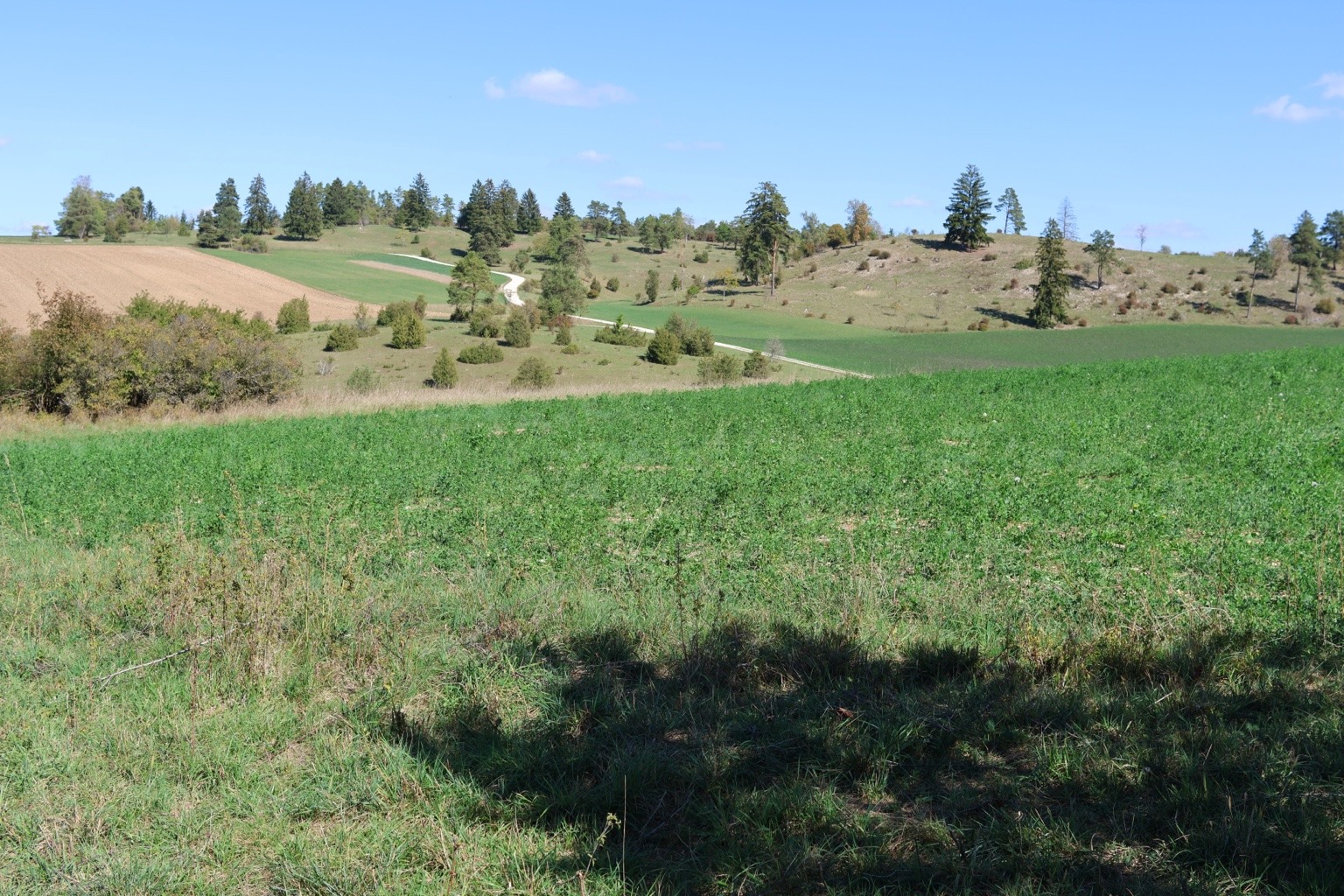 Grüne Wiese mit Baumschatten und Blick auf die locker bewachsene Heidelandschaft