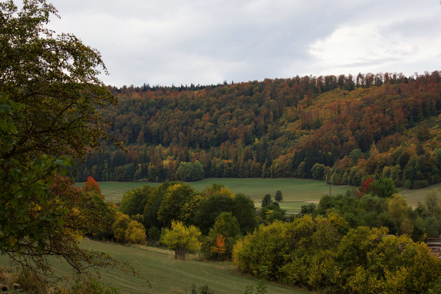 Wiesen und Bäume vor einem Waldhang mit grünen, gelben und rostbraunen Baumkronen