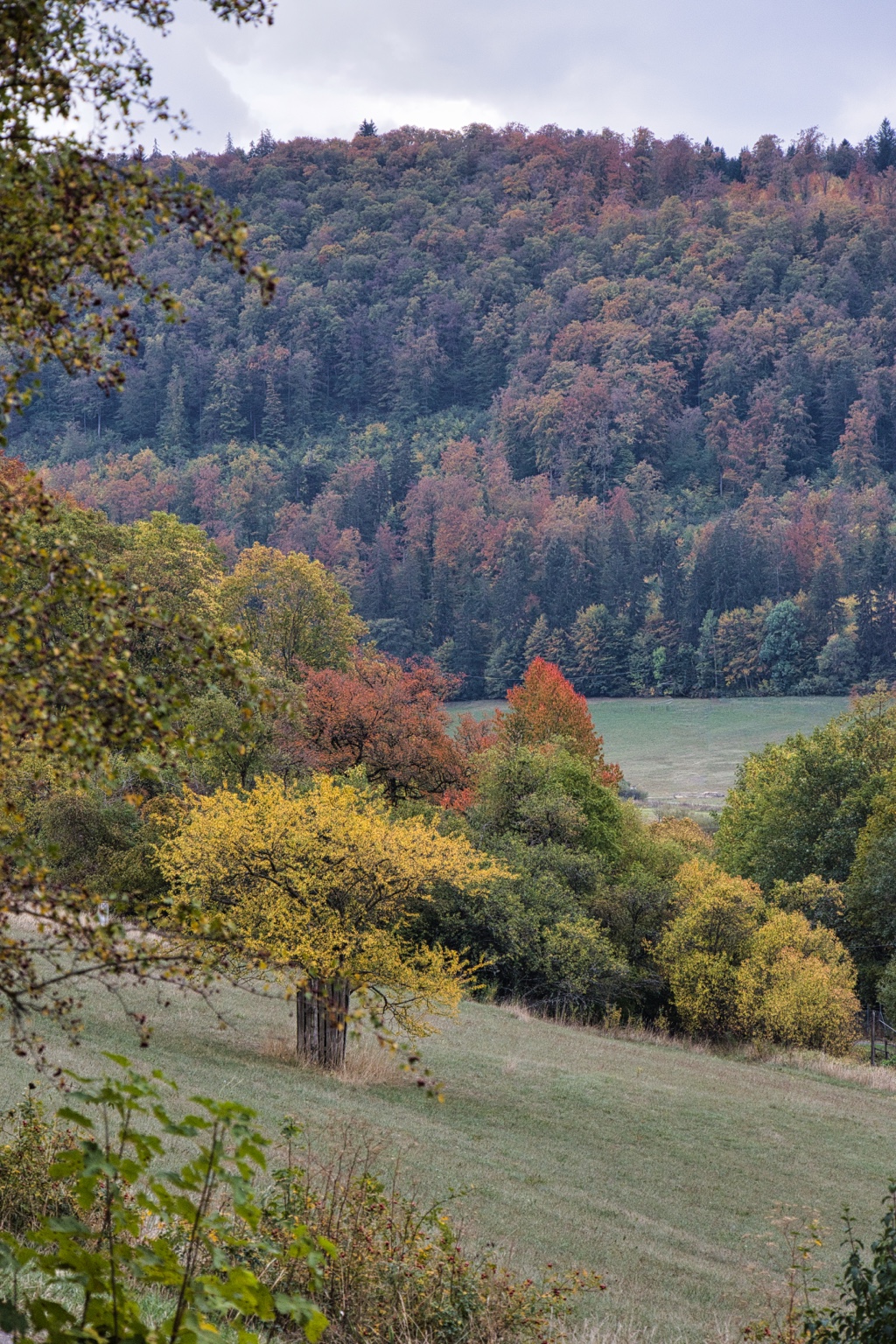 Gelb belaubter Baum auf einer Wiese vor roten und grünen Bäumen am Waldhang
