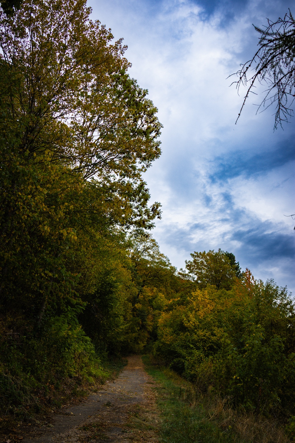 Schmaler Weg mit verstreuten Blättern zwischen herbstlichen Bäumen unter blauweißem Wolkenhimmel