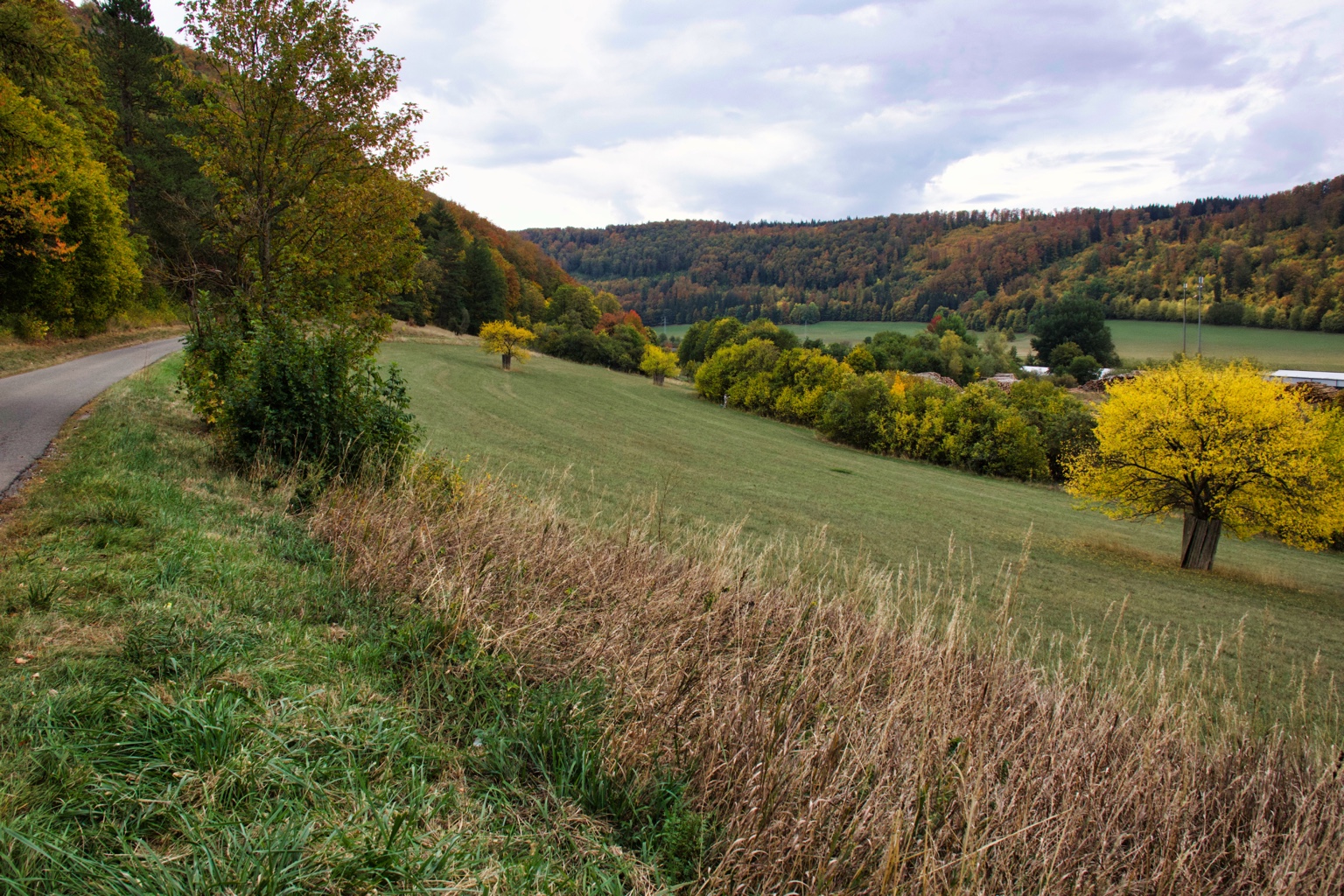 Weg neben einer Wiese mit gelbem Baum und bunten Waldhängen unter bewölktem Himmel