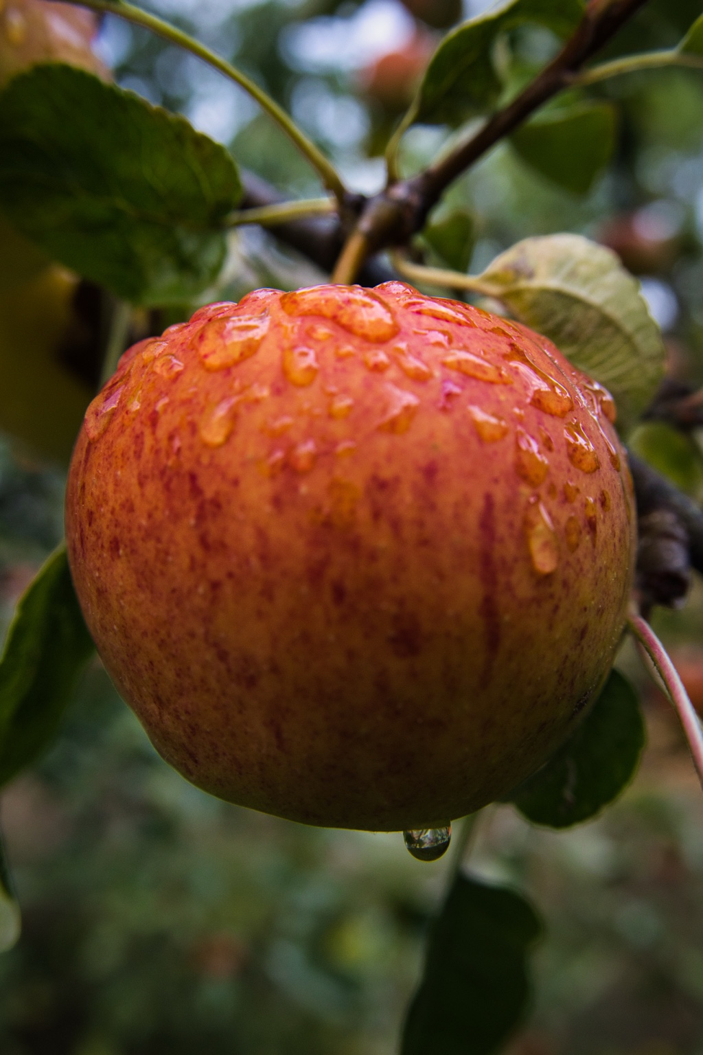 Rotgelber Apfel am Baum mit Wassertropfen auf der Schale und einem hängenden Tropfen darunter