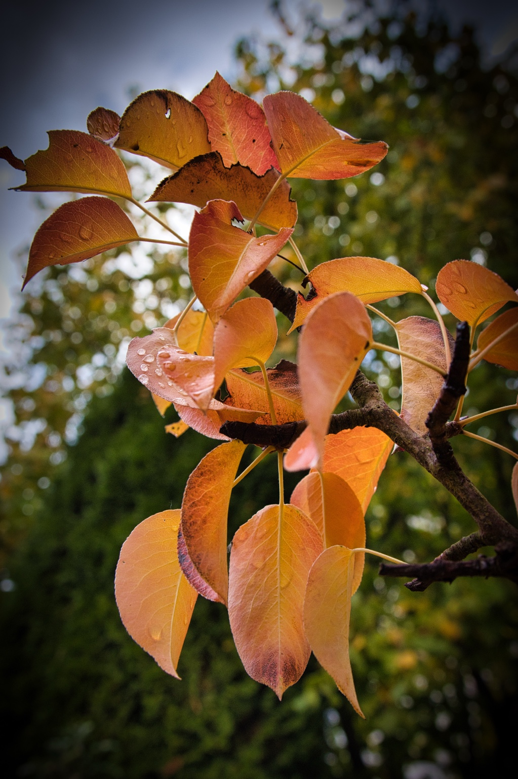 Orange und goldgelbe Blätter mit Regentropfen vor weichem Grün und hellem Himmel
