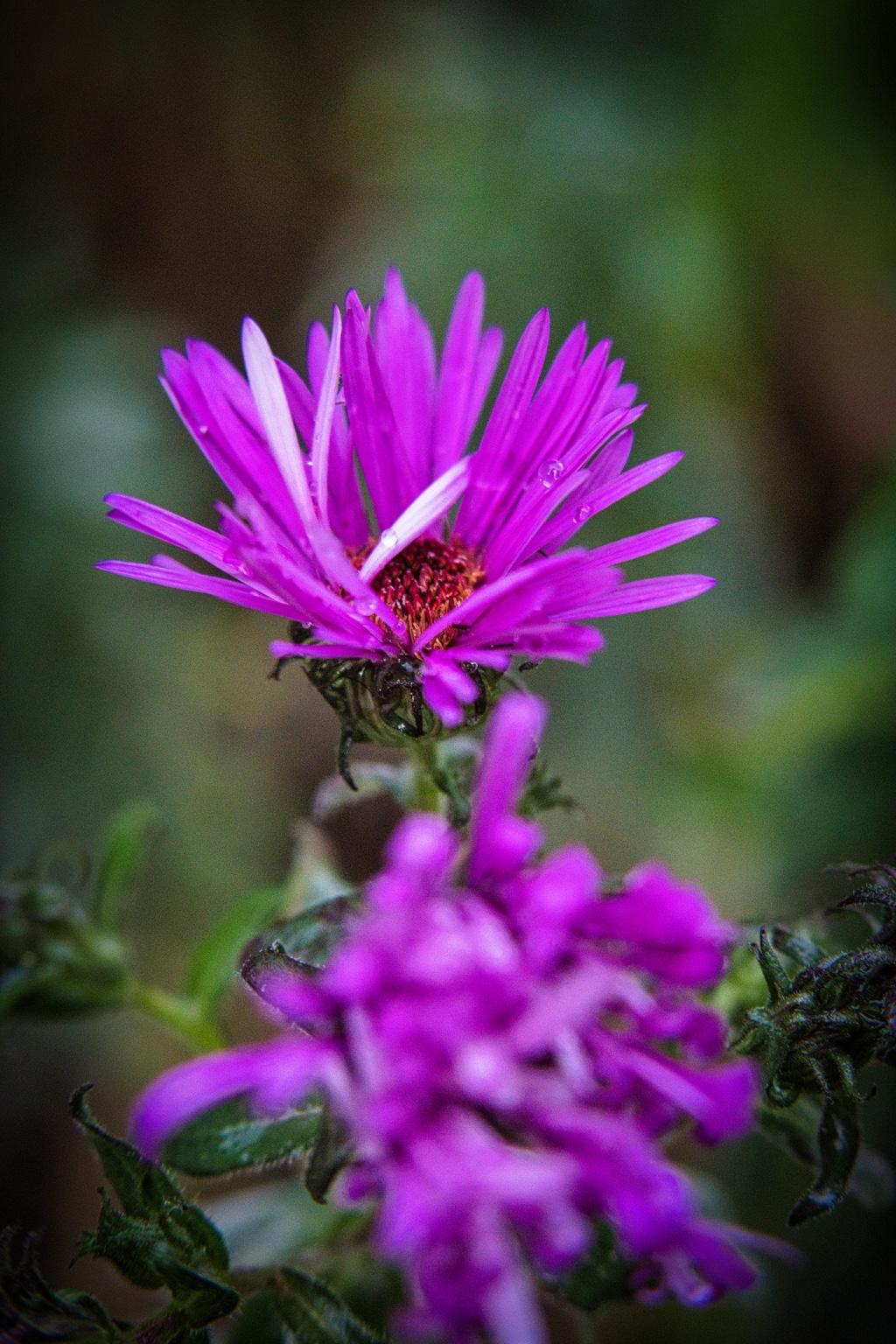 Violette Gartenblüte mit kleinen Wassertropfen und einer unscharfen Blüte im Vordergrund