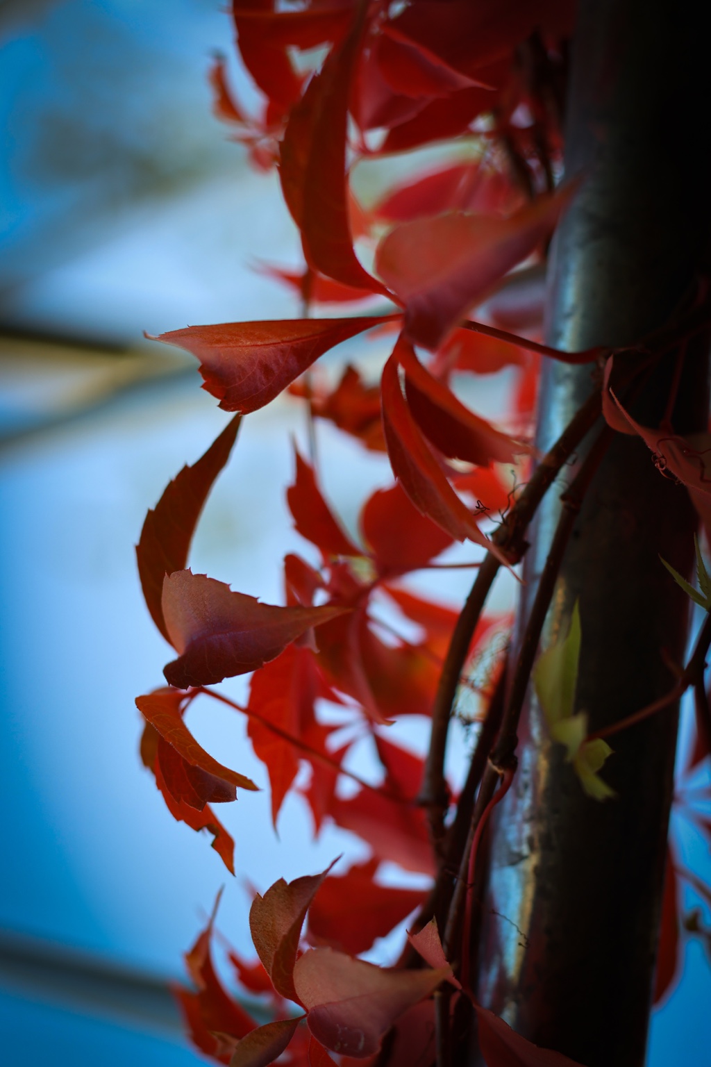 Rote Blätter und feine Ranken an einem dunklen Pfosten vor blauem Hintergrund