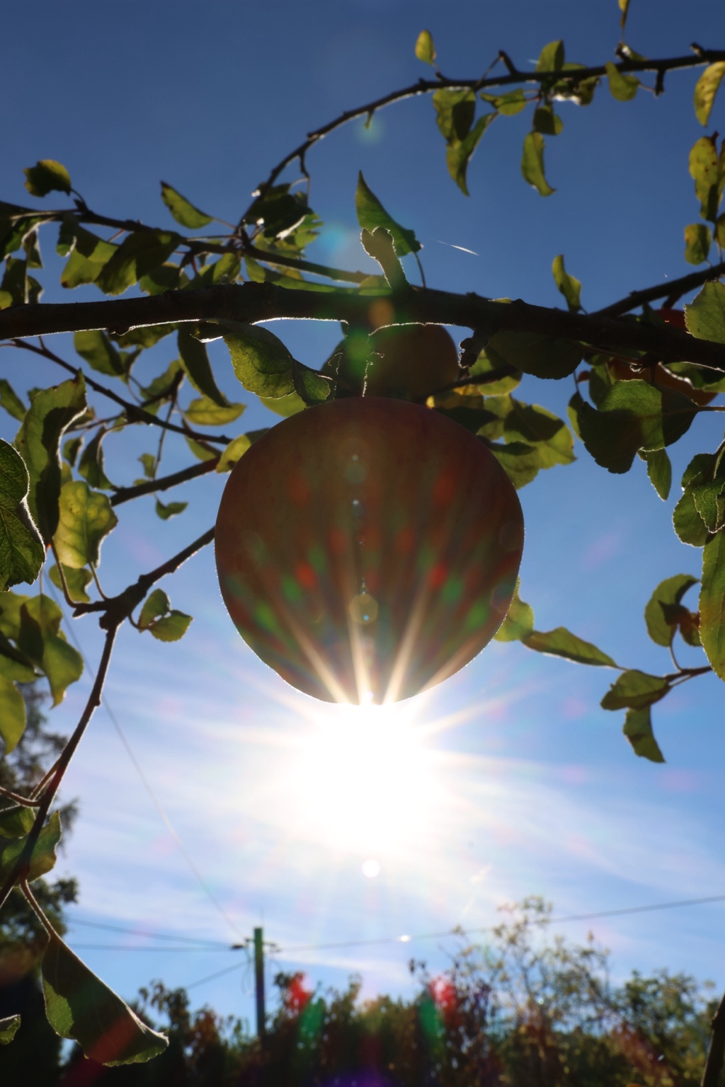 Ein einzelner großer Apfel vor blauem Himmel mit hellen Sonnenstrahlen und bunten Lichtreflexen an seinem unteren Rand