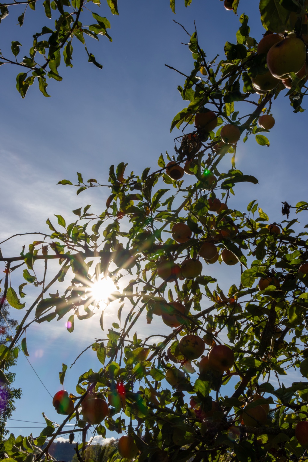 Apfeltragende Zweige und grüne Blätter umrahmen einen Sonnenstern vor blauem Himmel