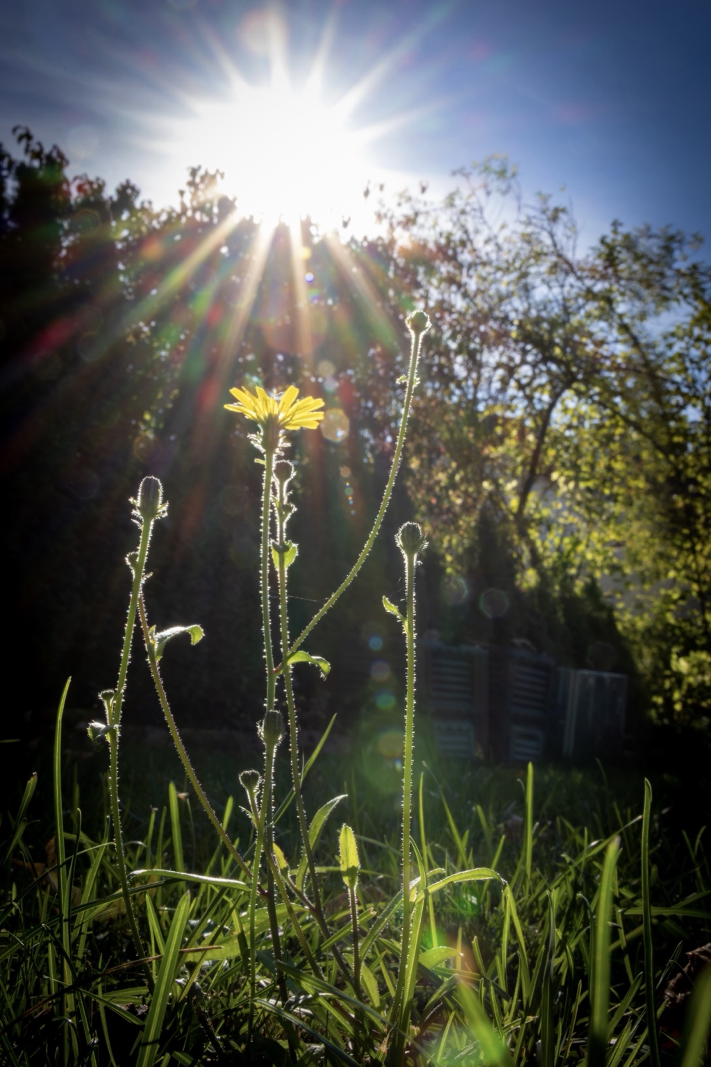 Eine kleine gelbe Blüte und feine behaarte Pflanzenstiele im Gegenlicht unter einer strahlenden Sonne