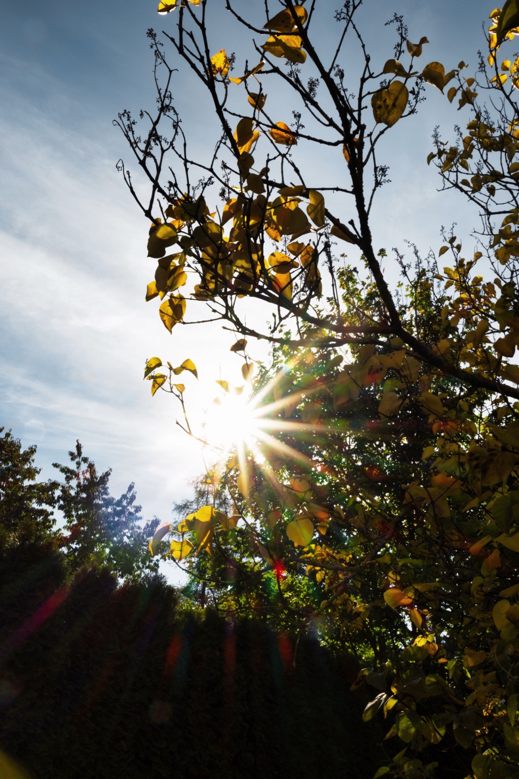 Die Sonne strahlt sternförmig zwischen dunklen Zweigen und goldgelben Herbstblättern vor blauem Himmel
