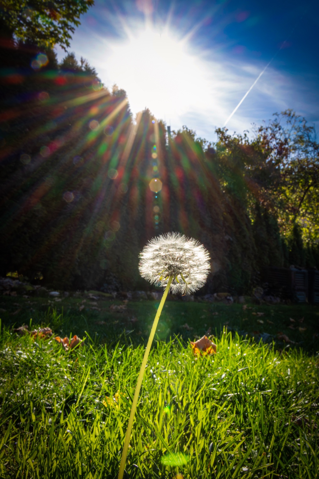 Eine weiße Pusteblume leuchtet im Gegenlicht über grünem Gras, darüber die Sonne mit langen Strahlen und farbigen Reflexen