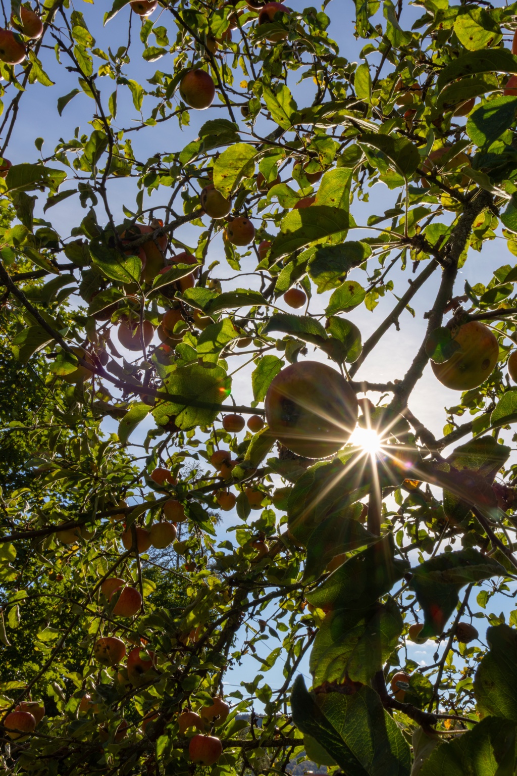 Die Sonne erscheint als Strahlenstern neben einem Apfel zwischen durchleuchteten grünen Blättern