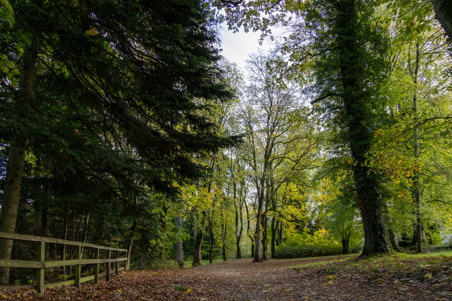Laubbedeckter Waldweg zwischen hohen Bäumen und einem Holzgeländer