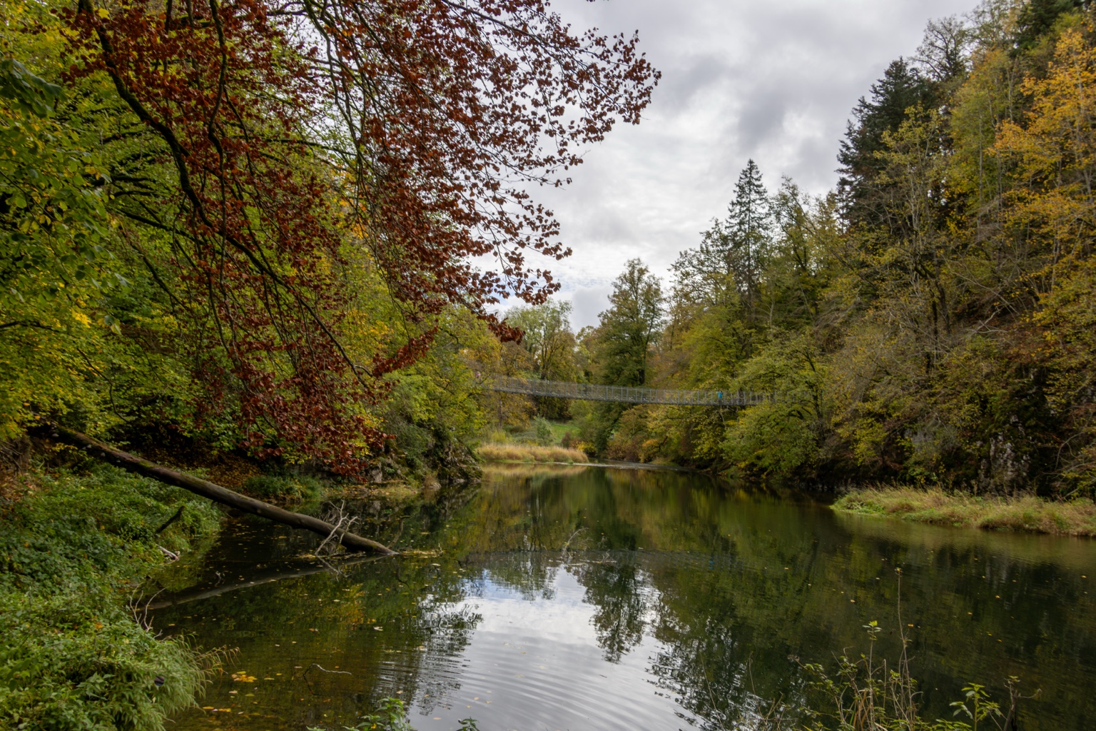 Rötliche und gelbe Blätter über der Donau mit Hängebrücke im Hintergrund