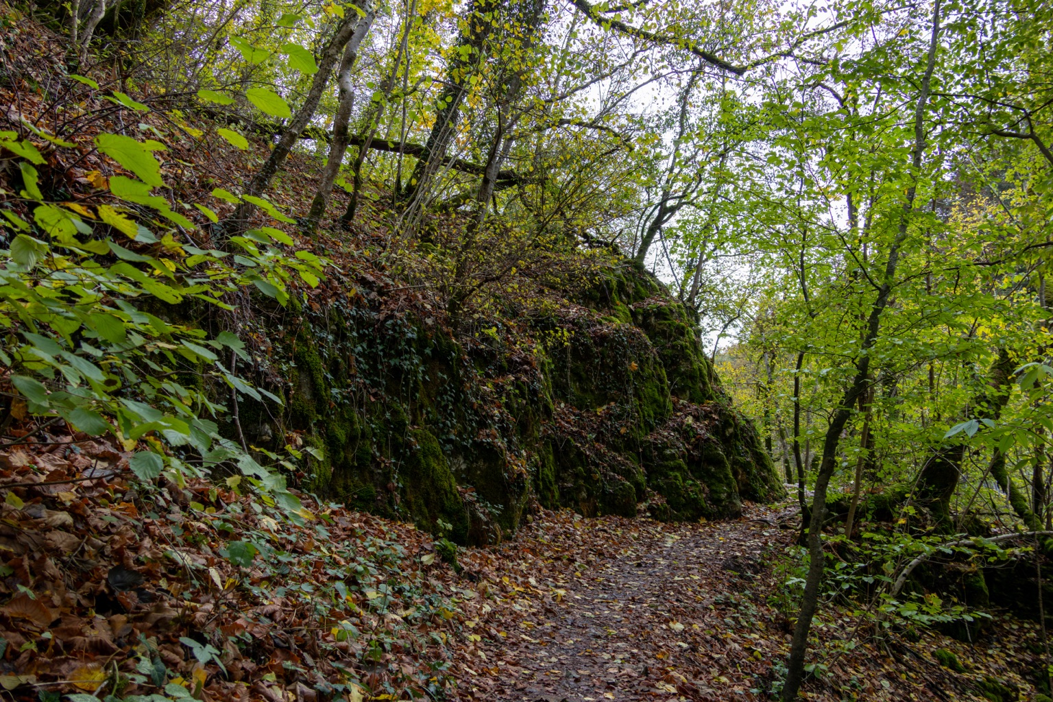 Schmaler Waldpfad entlang moosbedeckter Felsen unter grünem und gelbem Laub