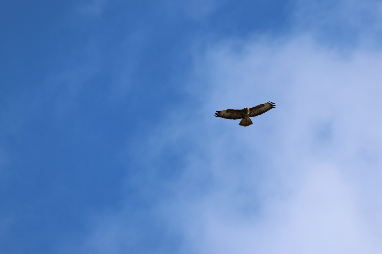 Mäusebussard von vorn mit weit ausgebreiteten Flügeln vor blauem Himmel und hellen Wolken