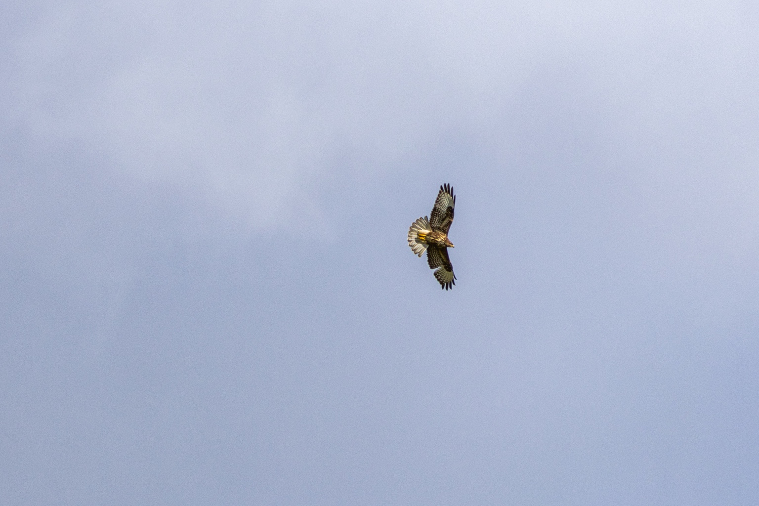 Mäusebussard im Kurvenflug mit gefächertem Schwanz und gemusterten Flügelunterseiten vor hellem Himmel