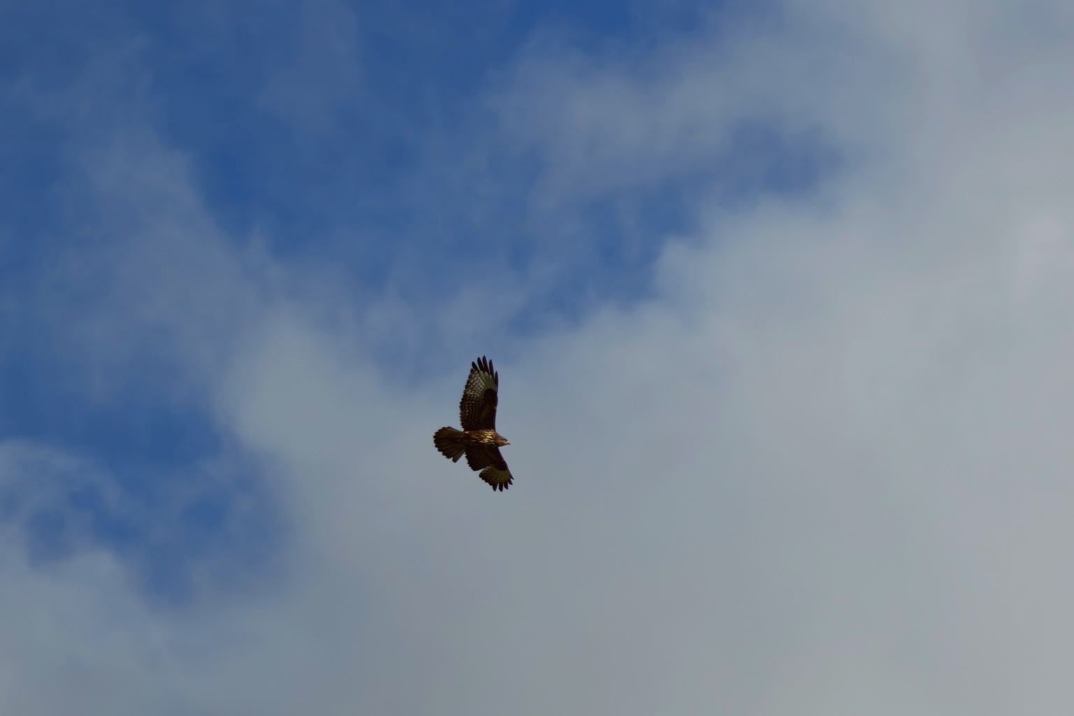 Mäusebussard im Flug vor einer großen Wolke und blauen Himmelsflächen