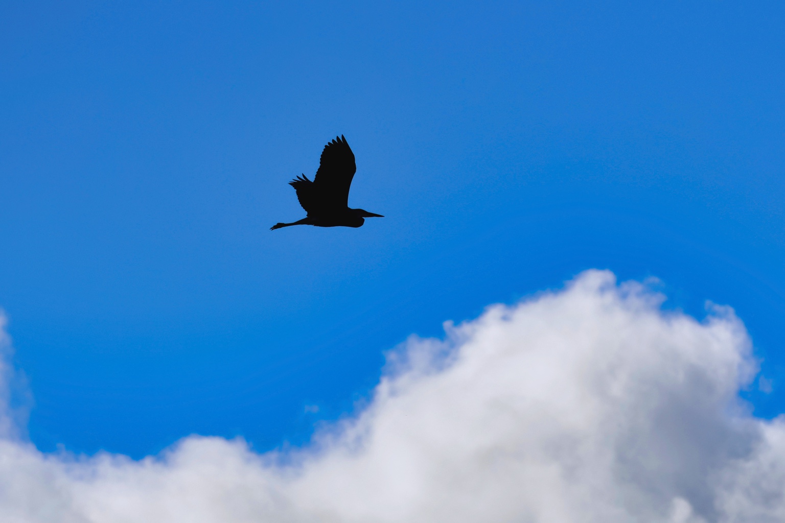 Dunkle Silhouette eines fliegenden Reihers über einer weißen Wolke am blauen Himmel