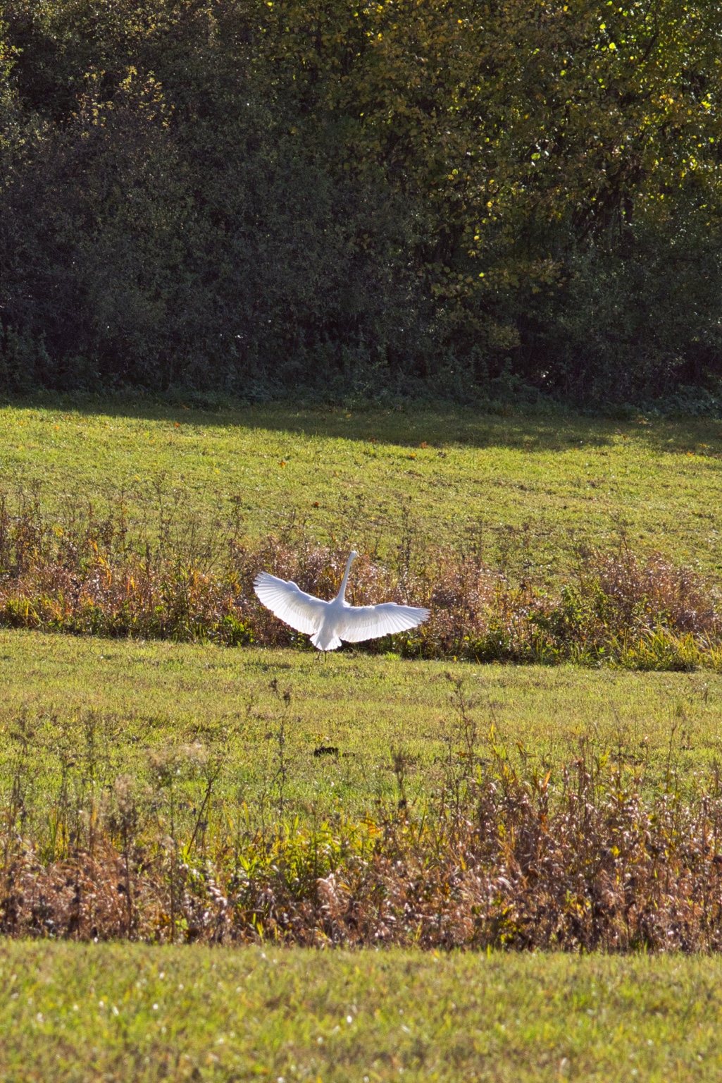 Silberreiher von hinten mit weit geöffneten, im Sonnenlicht leuchtenden Flügeln über grünem Gras