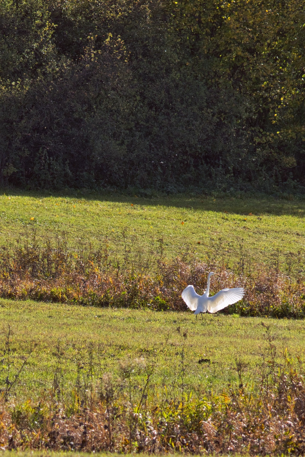 Silberreiher mit gebogenen Flügeln und aufgerichtetem Hals vor herbstlichem Uferbewuchs