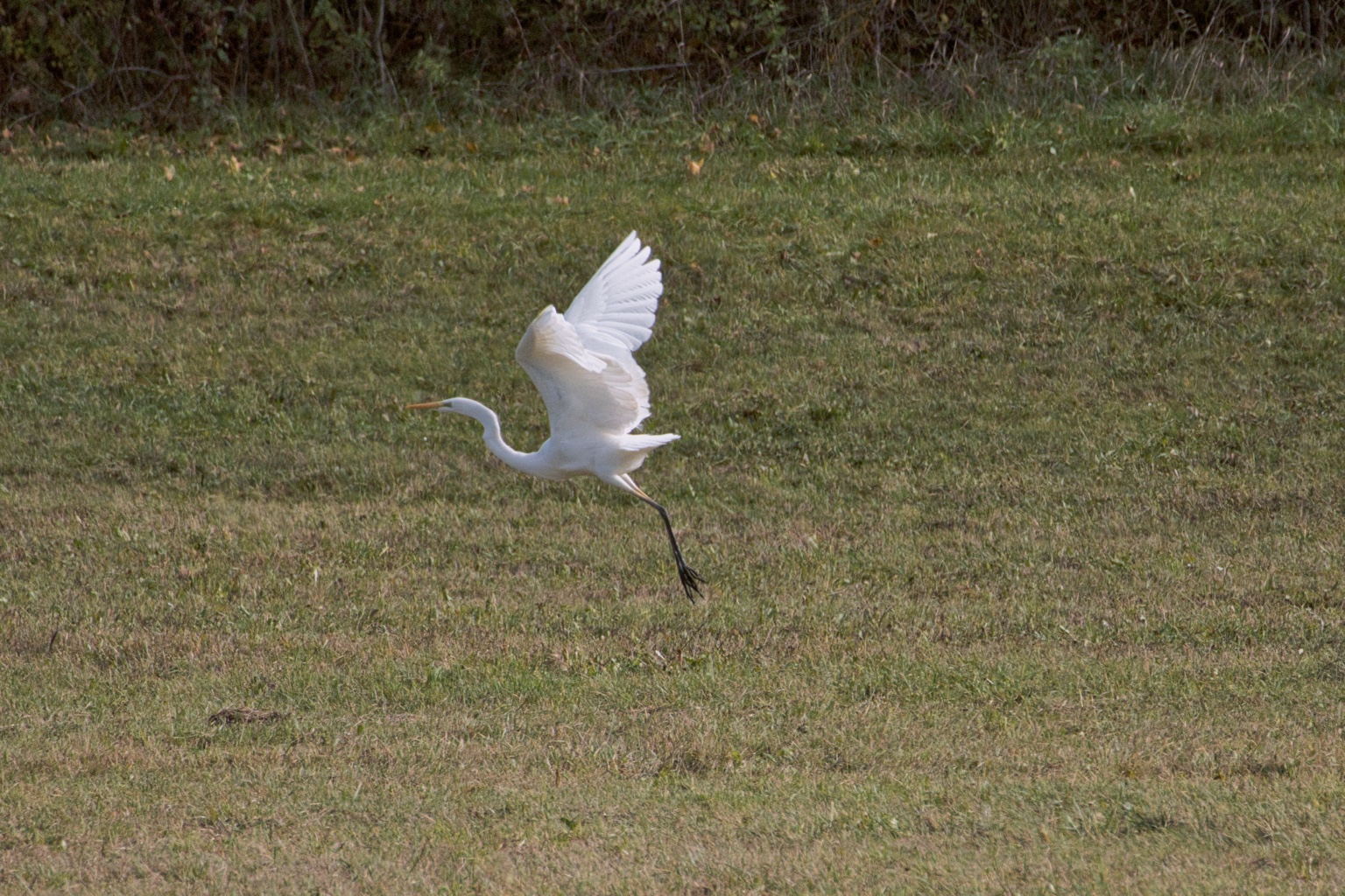 Silberreiher mit angehobenen weißen Flügeln und langen Beinen im Flug über einer Wiese