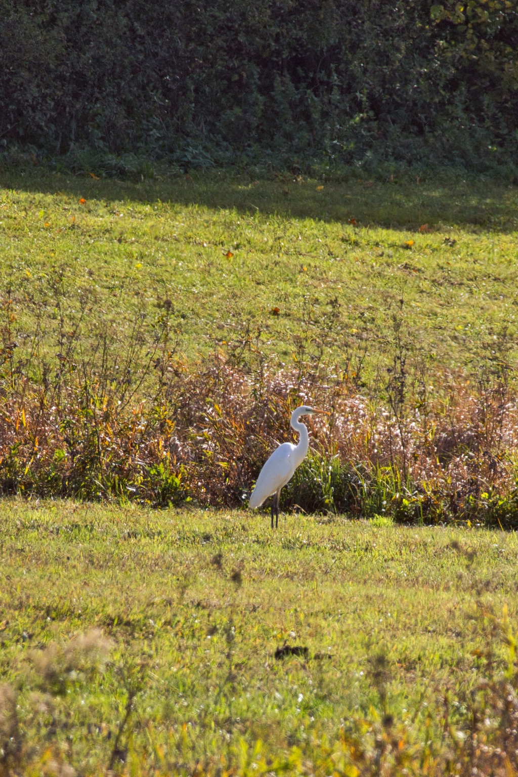 Weißer Silberreiher mit gelbem Schnabel steht im Gras vor braunen Stauden und schattigen Bäumen