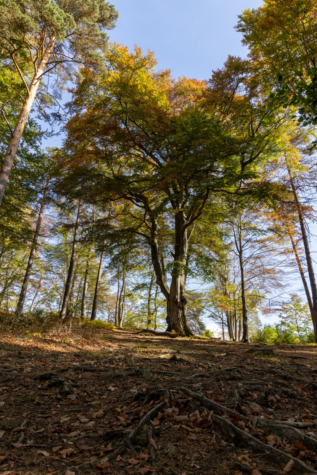 Großer Baum mit breiter gelbgrüner Krone über wurzelreichem, laubbedecktem Waldboden