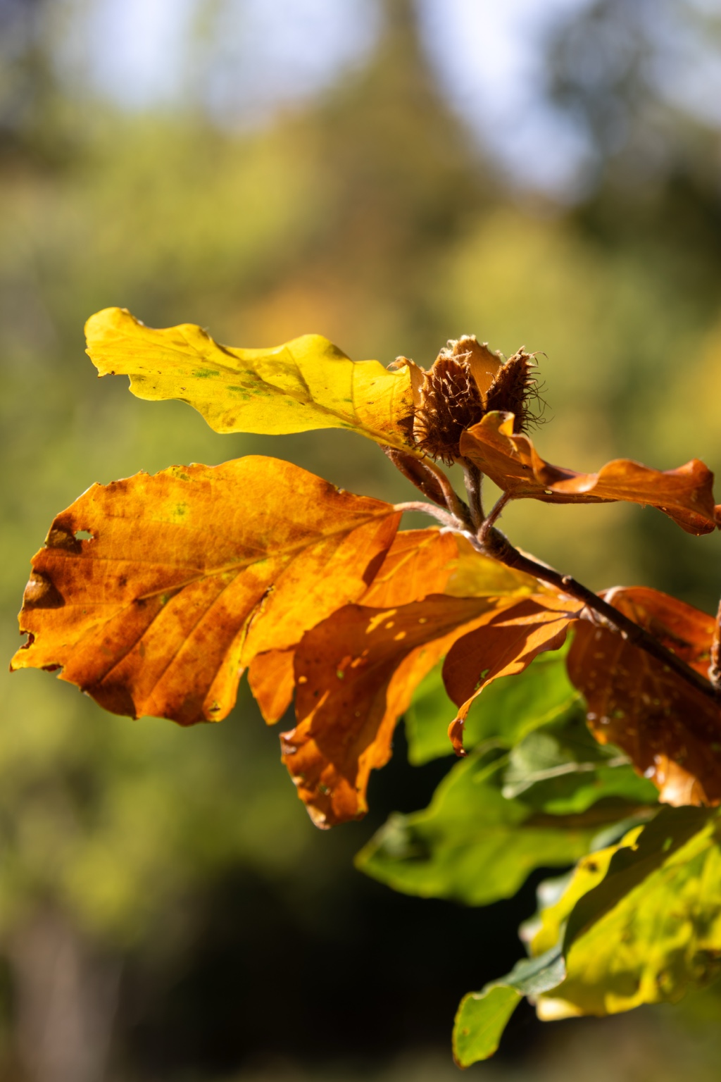 Goldgelbe und orange Buchenblätter mit einer braunen Fruchthülle im Sonnenlicht