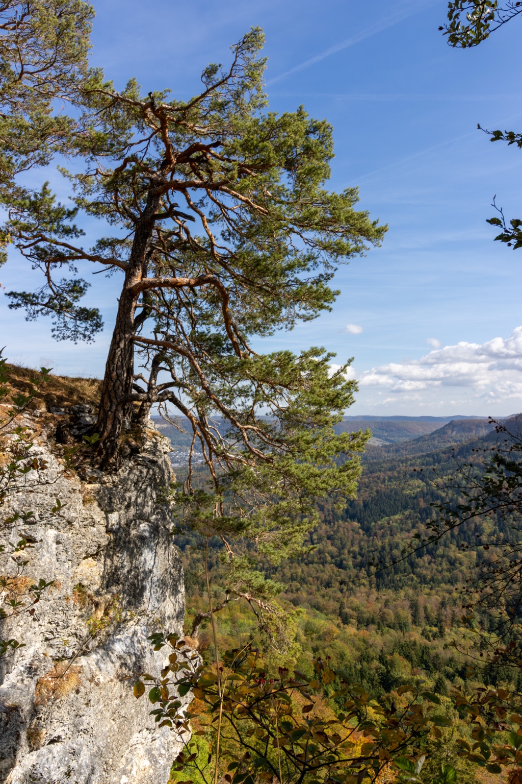 Kiefer auf einer hellen Felswand über einem weiten Tal mit herbstlich gefärbten Wäldern
