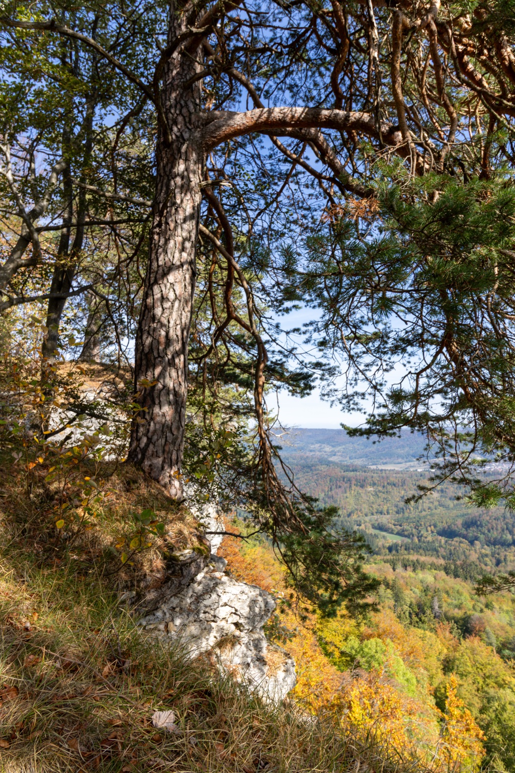 Kiefer mit gebogenen Ästen an einem hellen Felsen vor herbstlichen Waldhängen