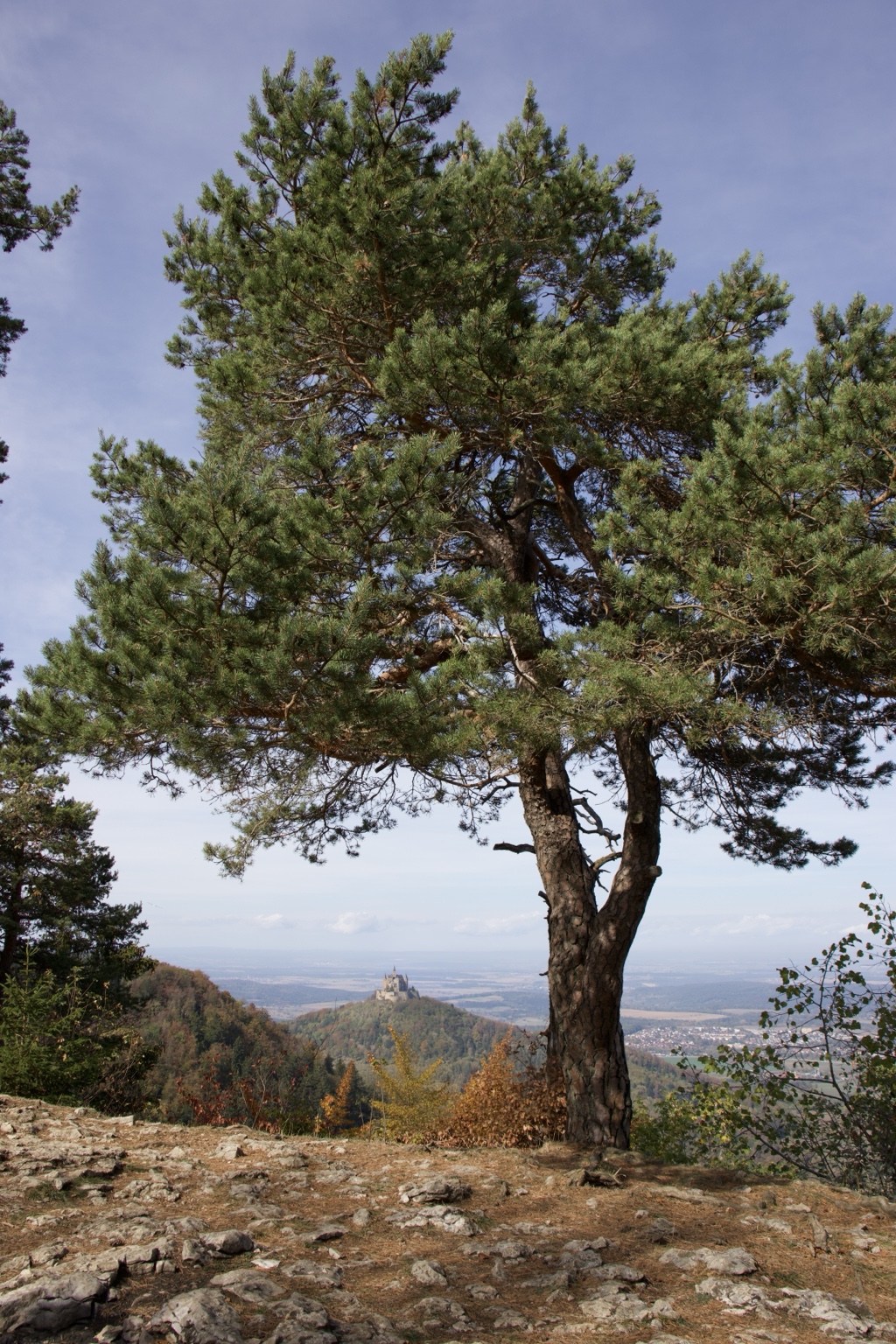 Große Kiefer auf felsigem Boden vor Burg Hohenzollern auf einem bewaldeten Hügel und weiter Landschaft