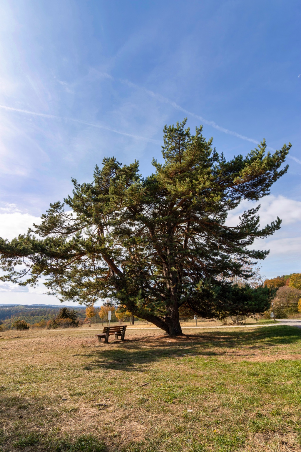 Große Kiefer mit weit ausladenden Ästen über einer Wiese und einer Holzbank unter blauem Himmel