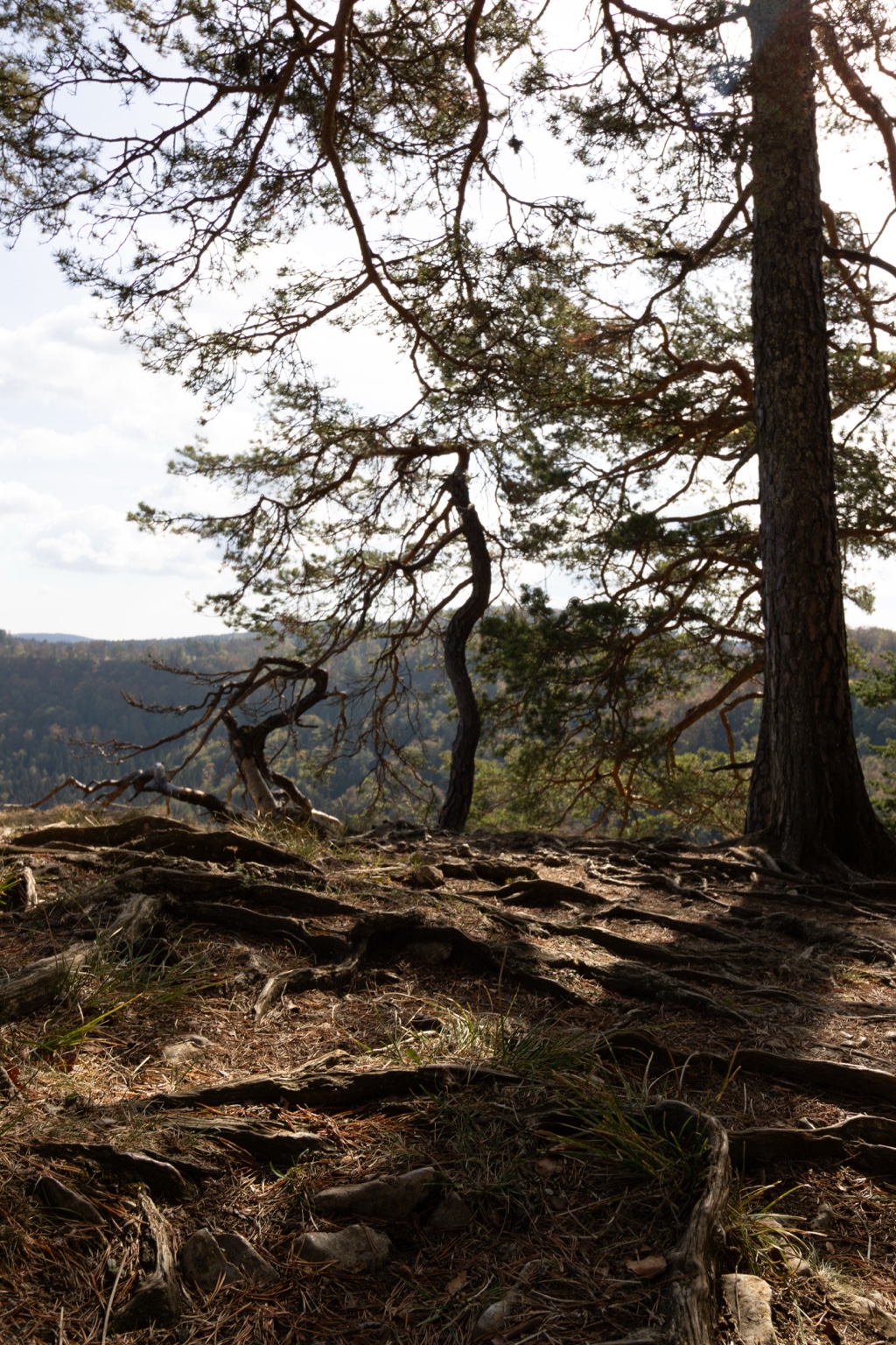 Kräftige Baumwurzeln im Schatten von Kiefern mit Blick auf bewaldete Hänge