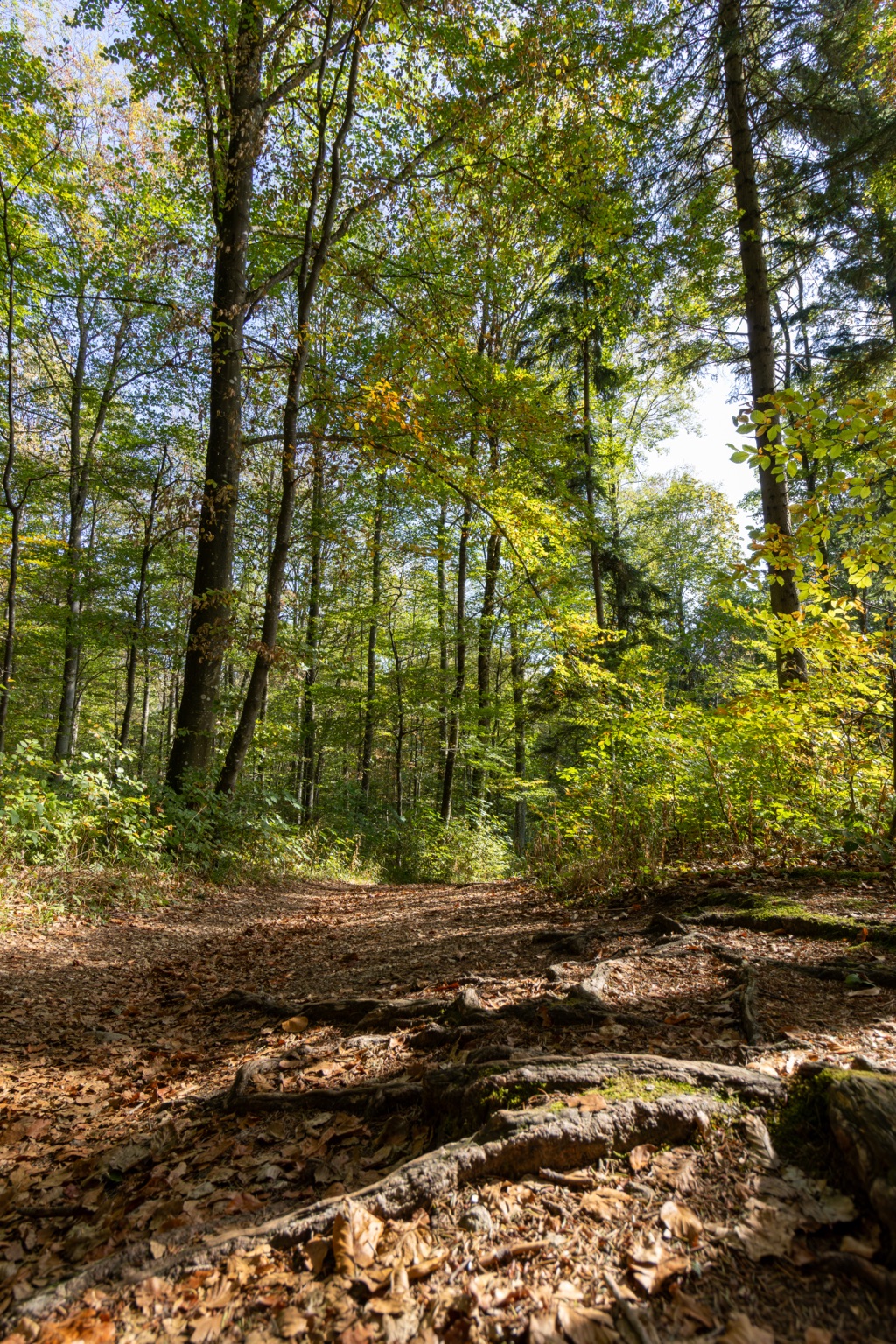 Laubbedeckter Waldpfad mit freiliegenden Wurzeln unter grünen und gelben Baumkronen