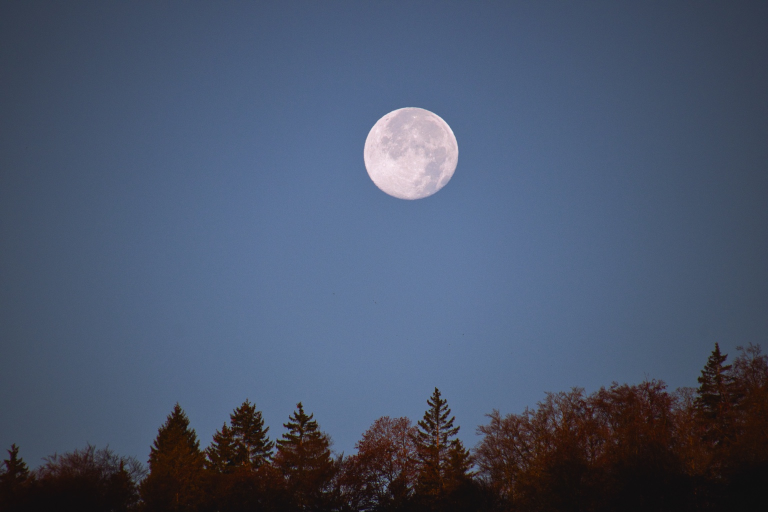 Zart rosafarbener Mond am blauen Himmel über herbstlichen Baumkronen