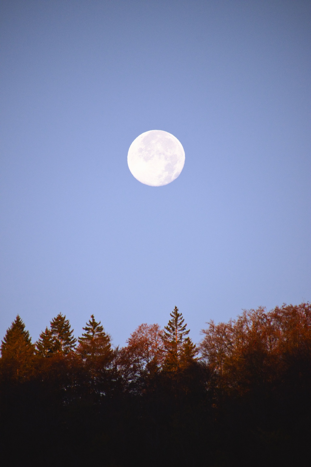 Heller Mond über goldbraunen und grünen Bäumen unter einem blassblauen Himmel