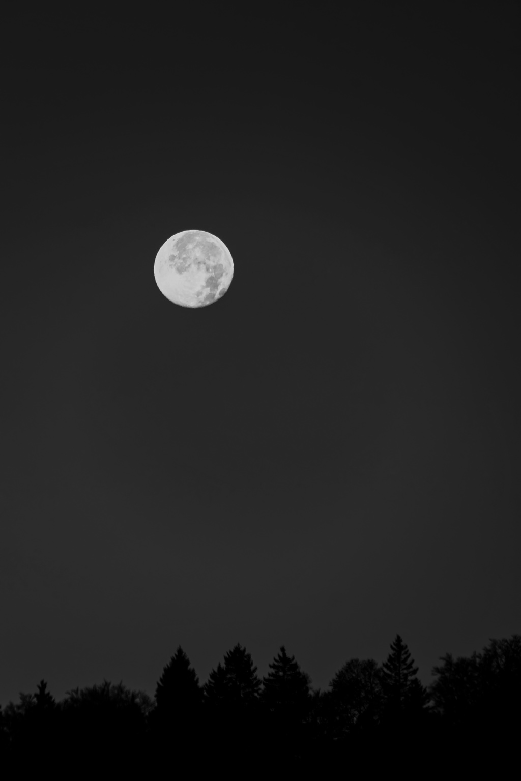 Heller Mond am dunklen Himmel über schwarzen Baumsilhouetten