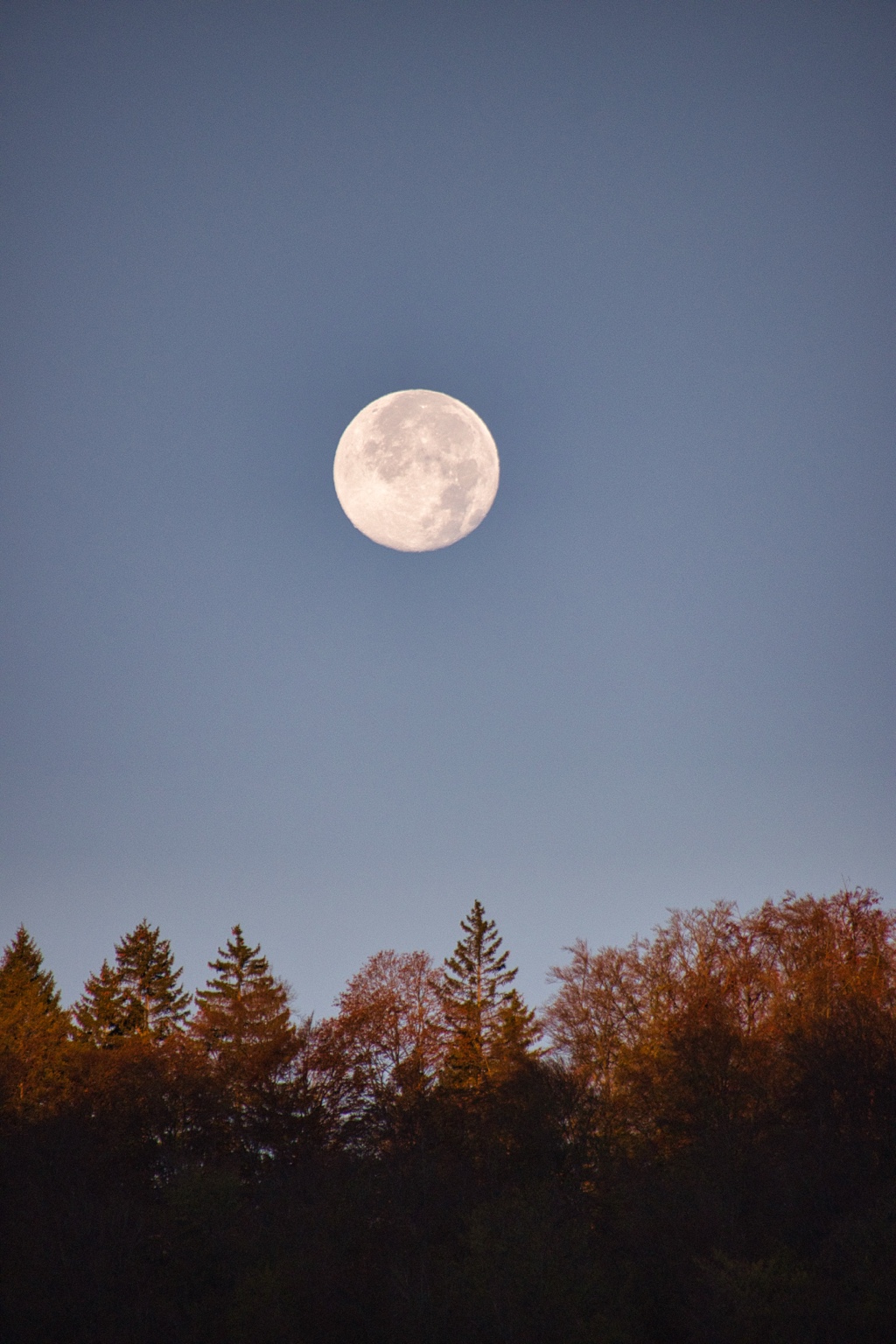 Cremefarben leuchtender Mond über einer vom warmen Morgenlicht erhellten Baumreihe