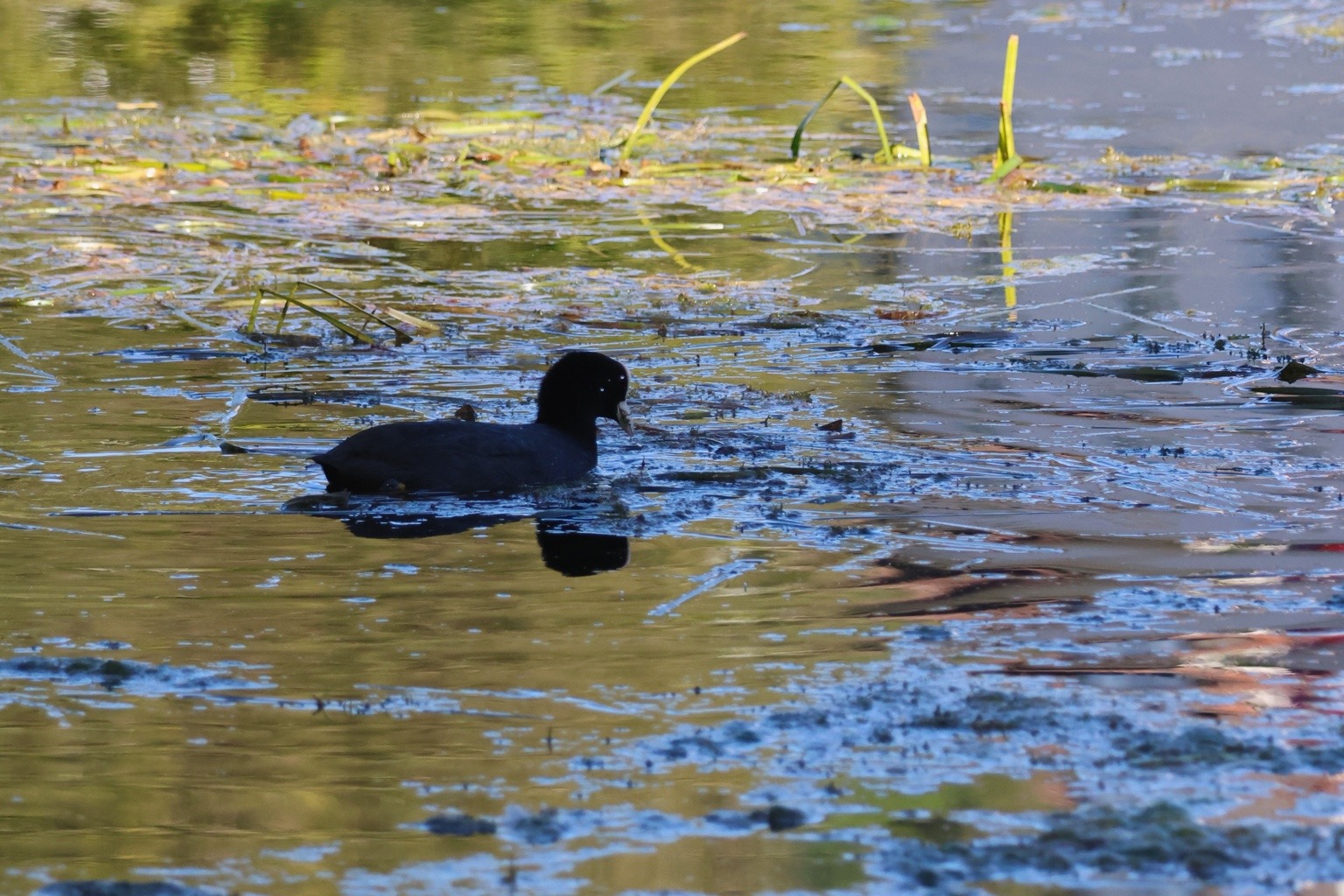 Dunkles Blässhuhn mit heller Stirn auf der von Licht und Spiegelungen gefärbten Donau