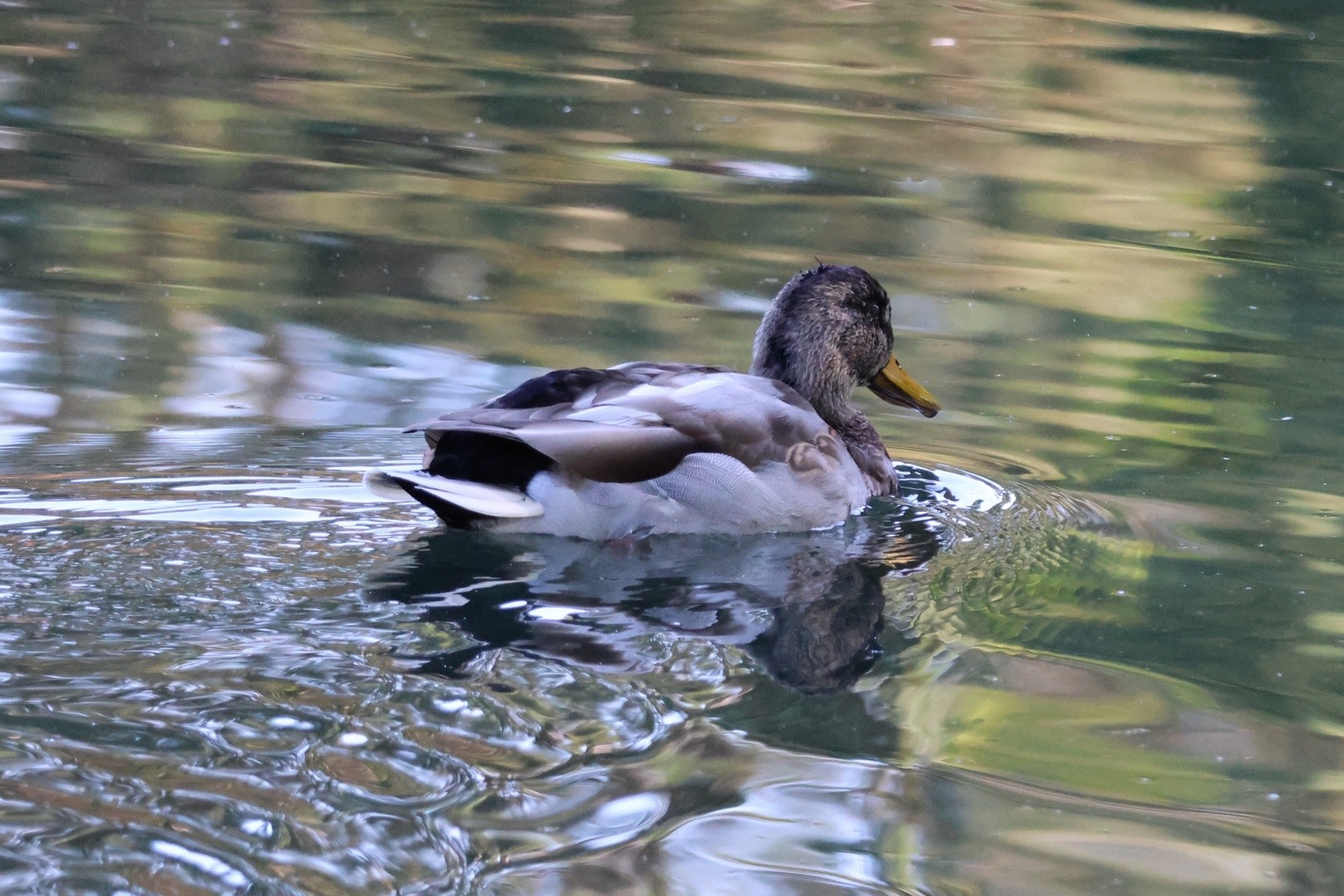 Ente auf der Donau zwischen sanften Spiegelungen und kreisförmigen Wellen