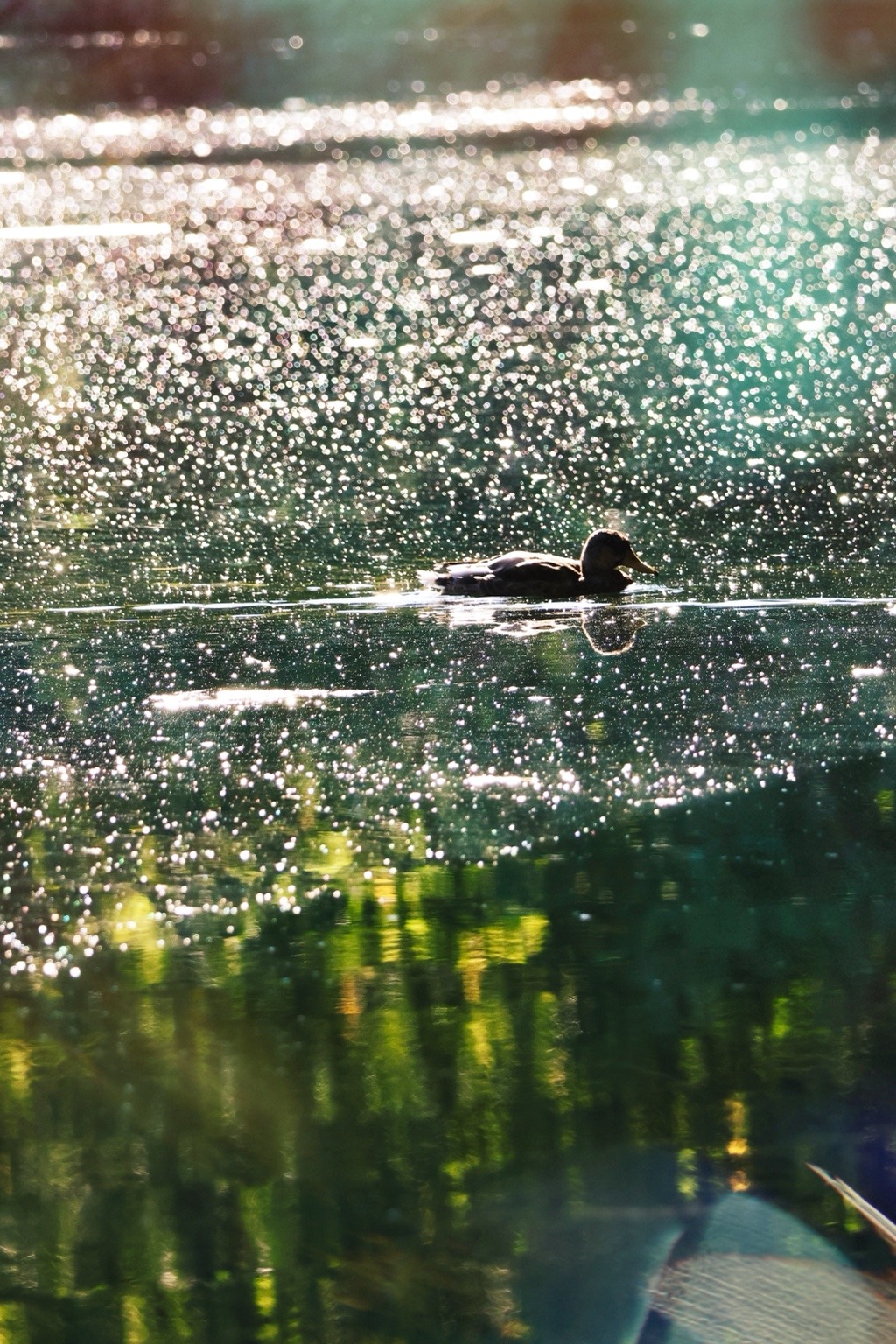 Eine Ente schwimmt über glitzerndes Wasser mit hellen Lichtpunkten und grünen Spiegelungen